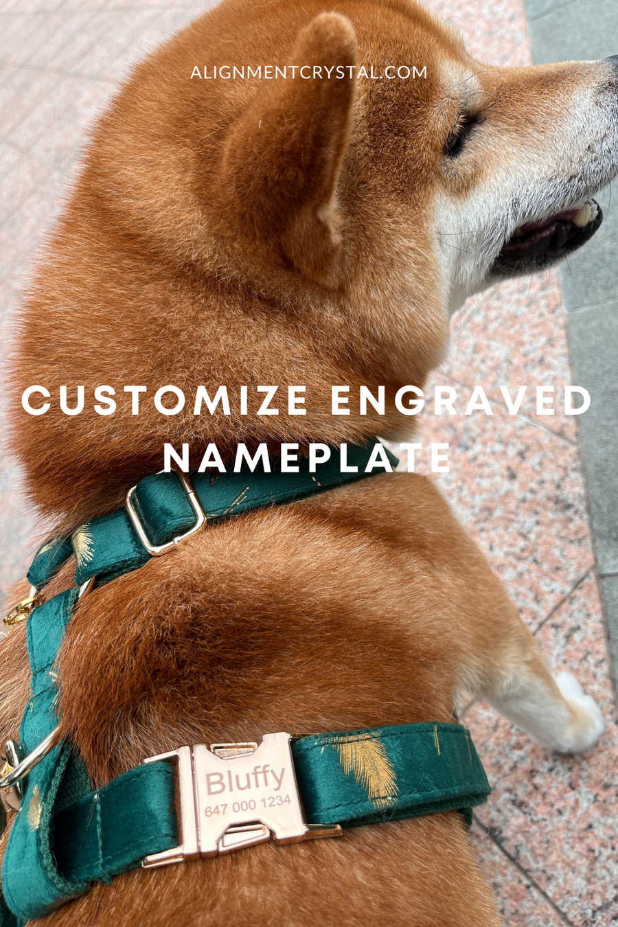 Forest Green Velvet Pet Collar with Customizable Engraved Nameplate